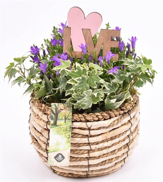 <h4>Mais mand 16cm</h4>