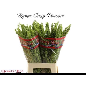 RUMEX CRISP UNICORN