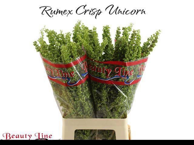 <h4>RUMEX CRISP UNICORN</h4>