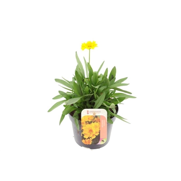 <h4>Coreopsis grand. Early Sunrise</h4>