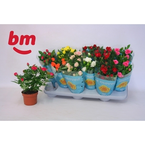 RO B MONDE GEM 7 SRT