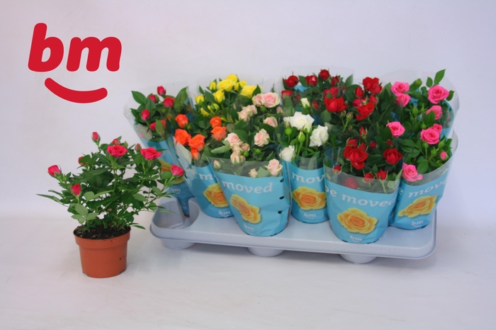 <h4>RO B MONDE GEM 7 SRT</h4>
