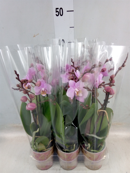 <h4>Phalaenopsis multi. 'Beaution'</h4>