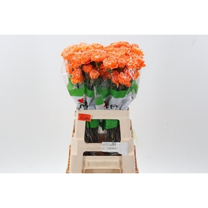 Di St Tinted Orange