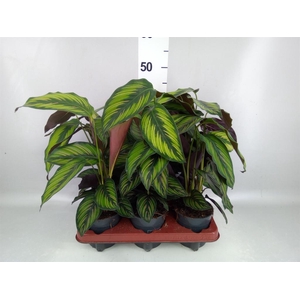 Calathea  'Beautystar'