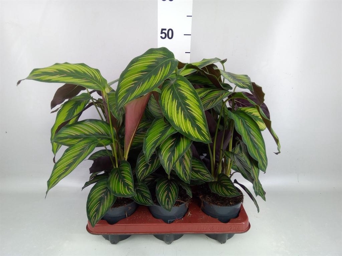 <h4>Calathea  'Beautystar'</h4>