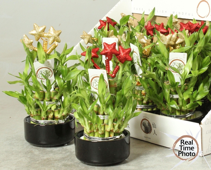 <h4>DRA LUCKY BAMBOO</h4>