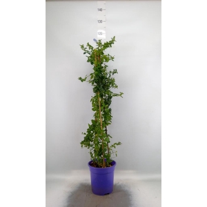 Ceanothus thyrsiflorus var. repens