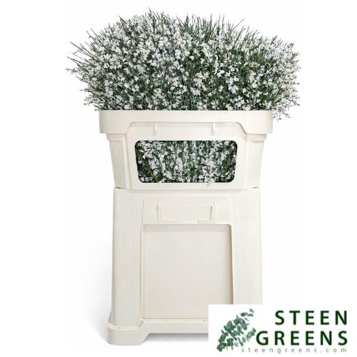 <h4>GEN OV WIT BS</h4>