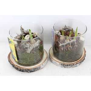 arr4 Bollenmix MB - Hout schijf cilinder x6