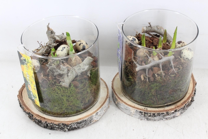 <h4>arr4 Bollenmix MB - Hout schijf cilinder x6</h4>