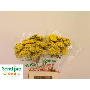 ACHIL F PARK VARIETY