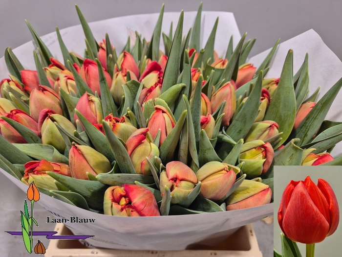 <h4>TU DU OLD FAITHFUL</h4>