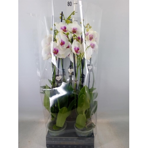 Phalaenopsis  'Red Lips'