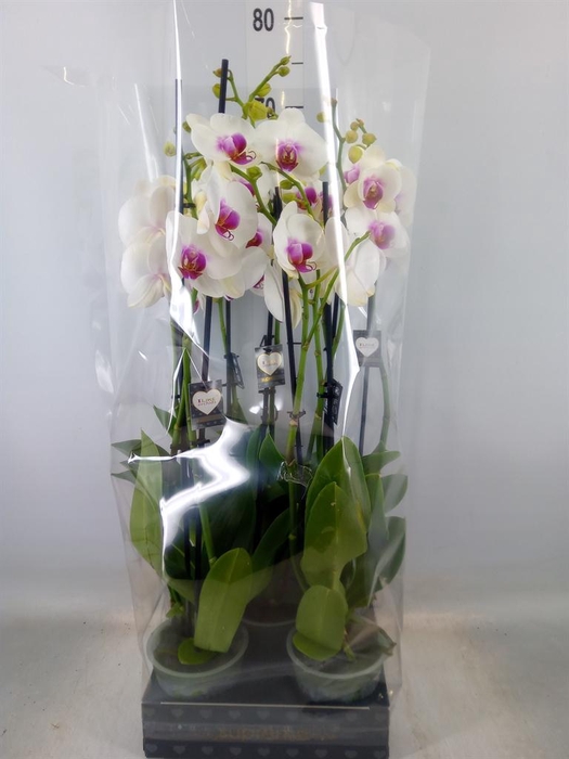 <h4>Phalaenopsis  'Red Lips'</h4>