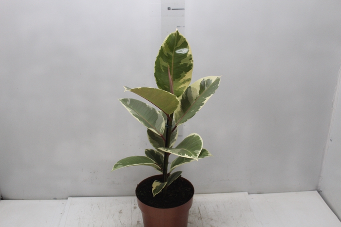 <h4>FICUS ELASTICA TINEKE P17</h4>