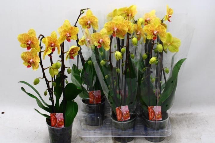 <h4>PHAL EL CASCADE</h4>