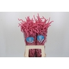 Amaranthus Yearming Desert Lady Pink