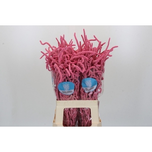 Amaranthus Yearming Desert Lady Pink