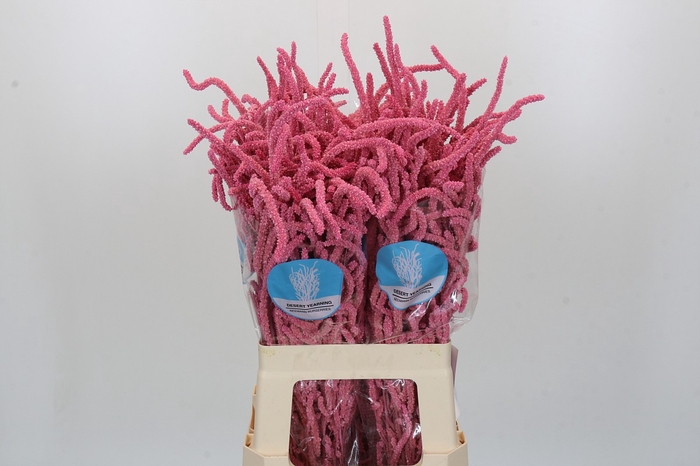 <h4>Amaranthus Yearming Desert Lady Pink</h4>