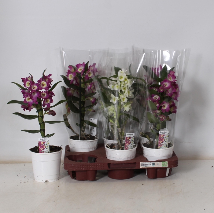 <h4>DENDR N GEM</h4>