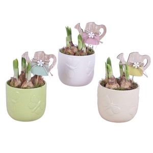 Bulbs Arr. Narcis Ceramic Pot Butterfly Relief Ø10cm