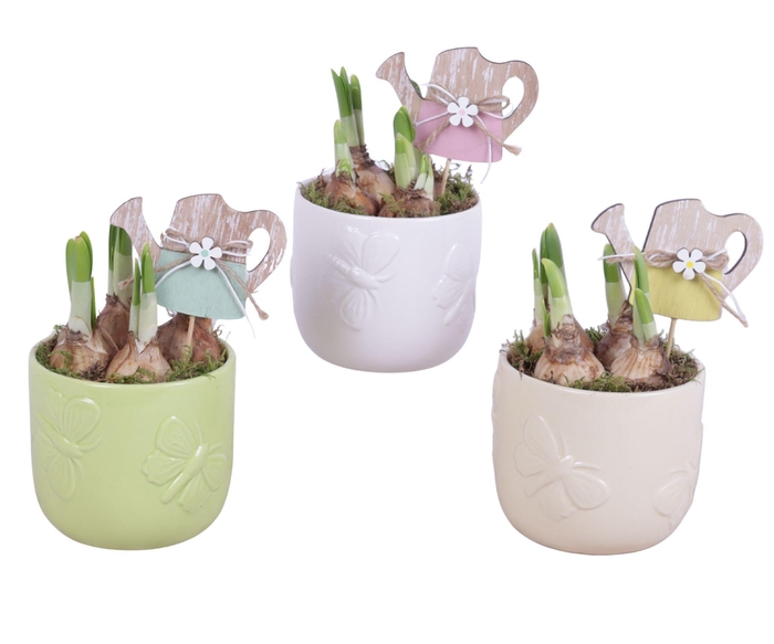 <h4>Bulbs Arr. Narcis Ceramic Pot Butterfly Relief Ø10cm</h4>