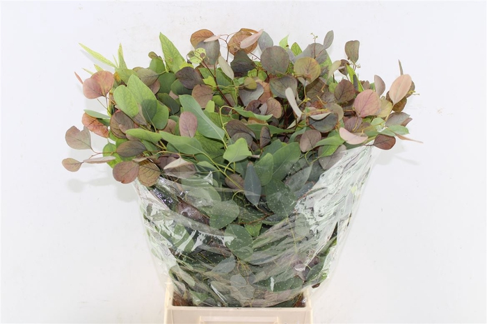 <h4>Euca Populus Autumno Naturel</h4>