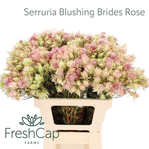 Serruria florida 'Bridal Blush'