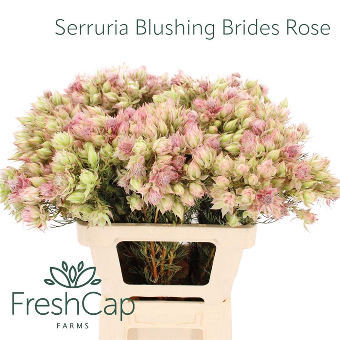 <h4>Serruria florida 'Bridal Blush'</h4>