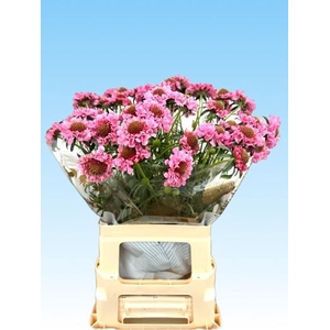 Scabiosa BB Scoop Punch