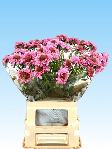 <h4>Scabiosa BB Scoop Punch</h4>