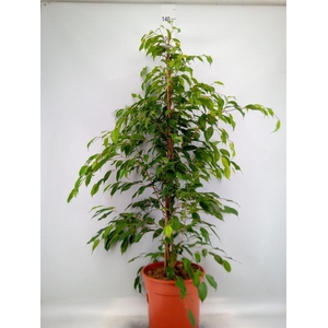 Ficus benja. 'Exotica'