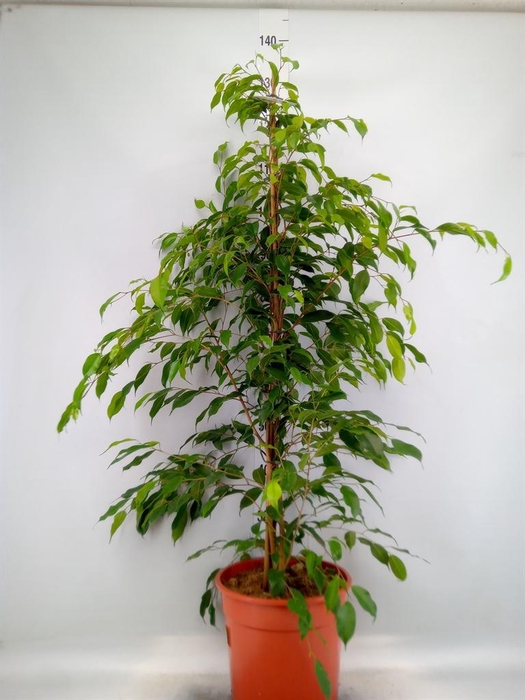 Ficus benja. 'Exotica'