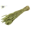 Triticum per bunch Frosted Mint green