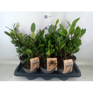 Laurus nobilis