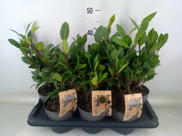 <h4>Laurus nobilis</h4>