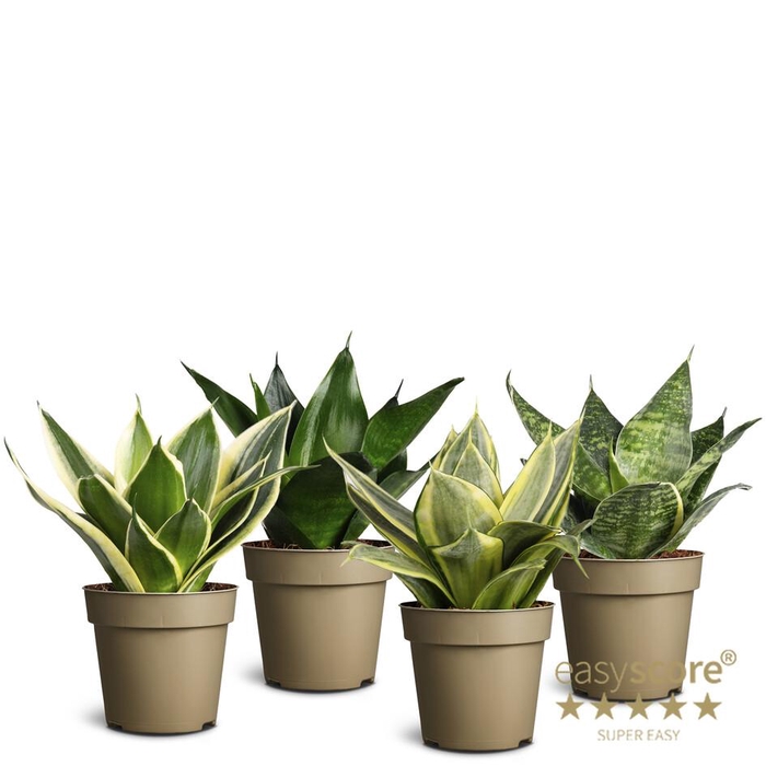 Sansevieria Hahnii Collection