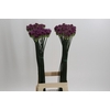 Allium Sphaerocephalon