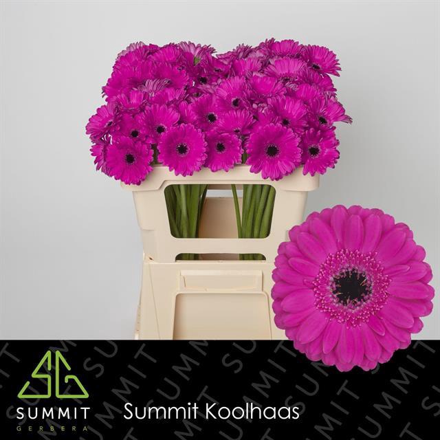 <h4>Gerbera mini Anna</h4>