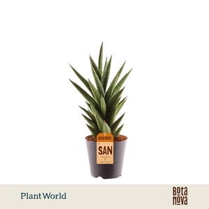Sansevieria 'Starshooter'
