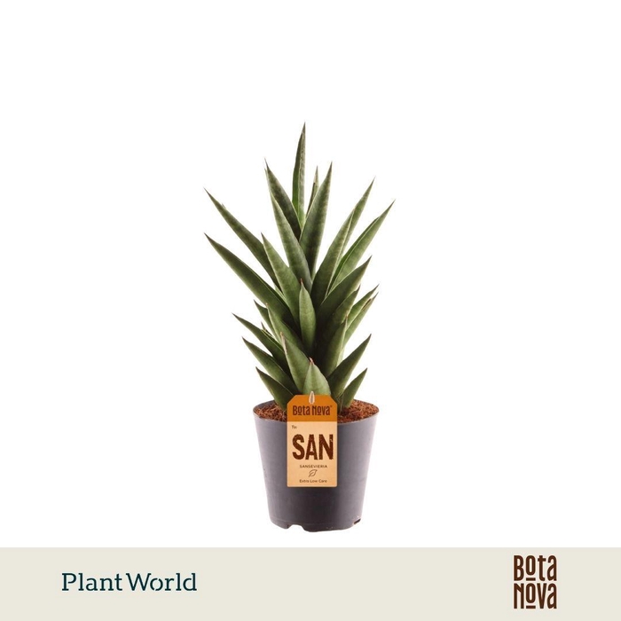 <h4>Sansevieria 'Starshooter'</h4>