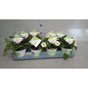 Thunbergia nana 'Snow White'