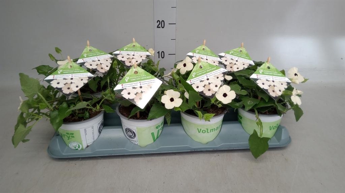 <h4>Thunbergia nana 'Snow White'</h4>