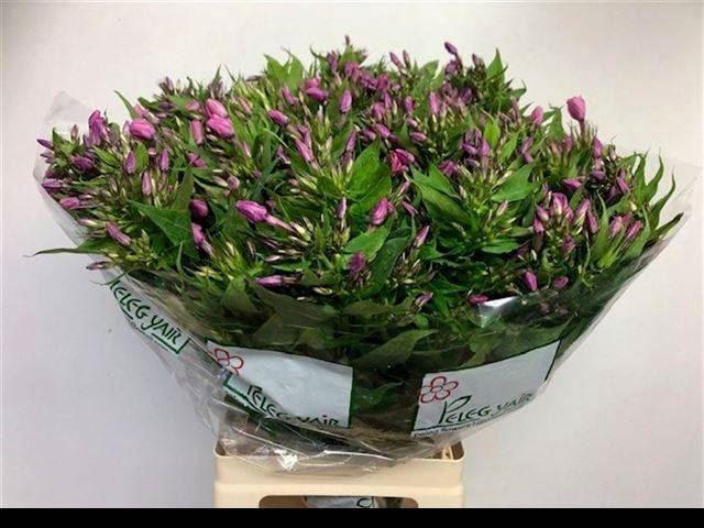 <h4>PHLOX P LOLLIPINK</h4>