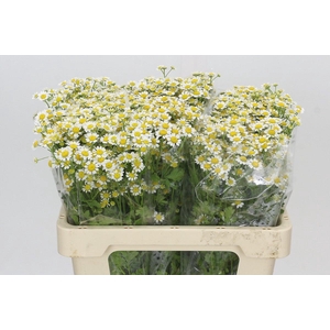 Tanacetum Camille