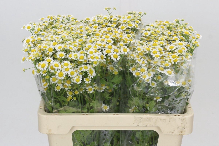 <h4>Tanacetum Camille</h4>
