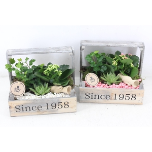 arr2 PL - Bollenkist 1958 - roze/wit