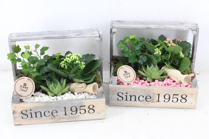 <h4>arr2 PL - Bollenkist 1958 - roze/wit</h4>