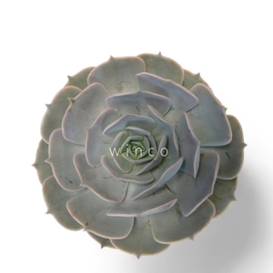 Echeveria Pollux Cutflower